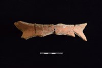 藏品(陶罐)的圖片